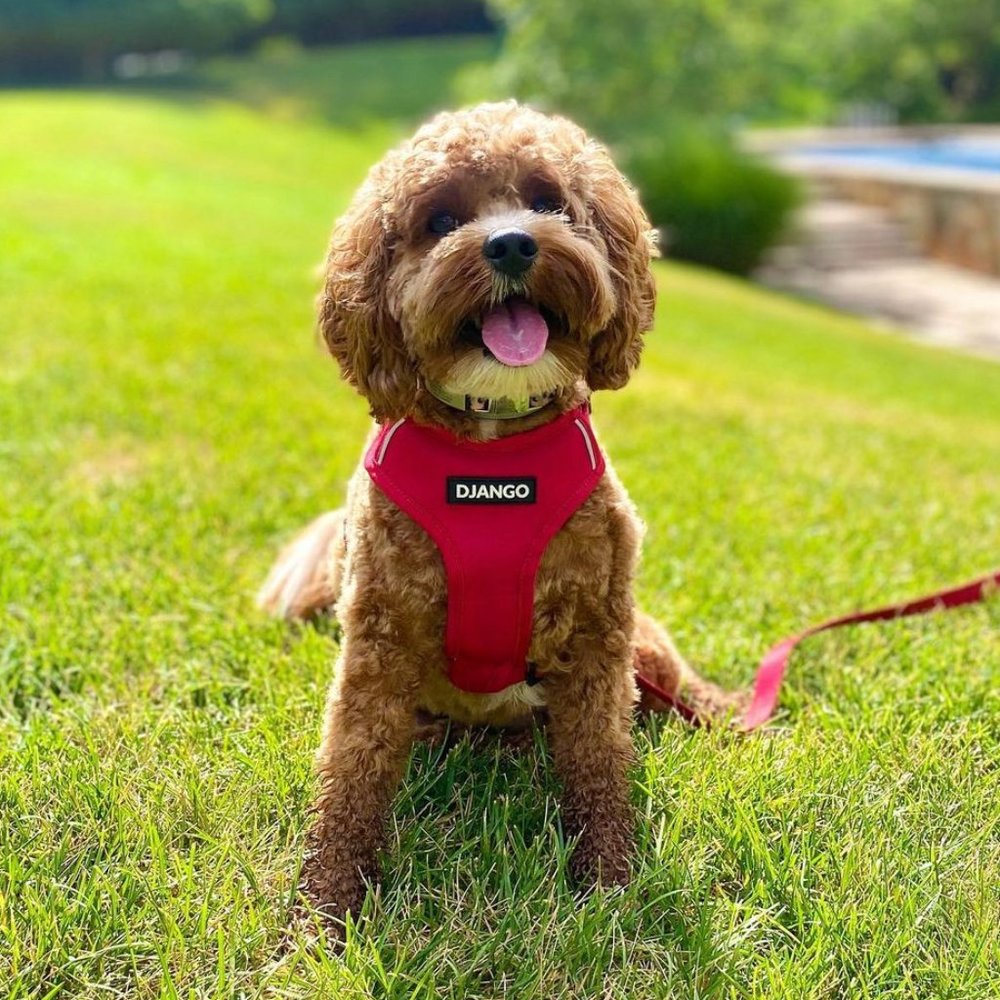 ✨NWOT✨Django Harness & Leash Set